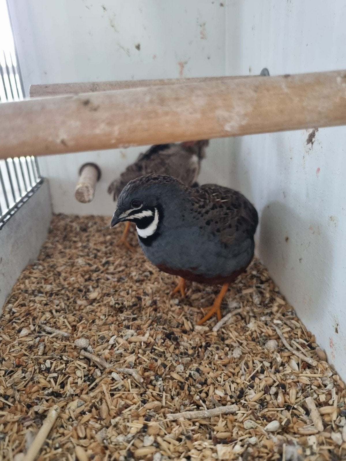 Te koop chinese dwergkwartels, span met 5 jongen, Meerdere dieren