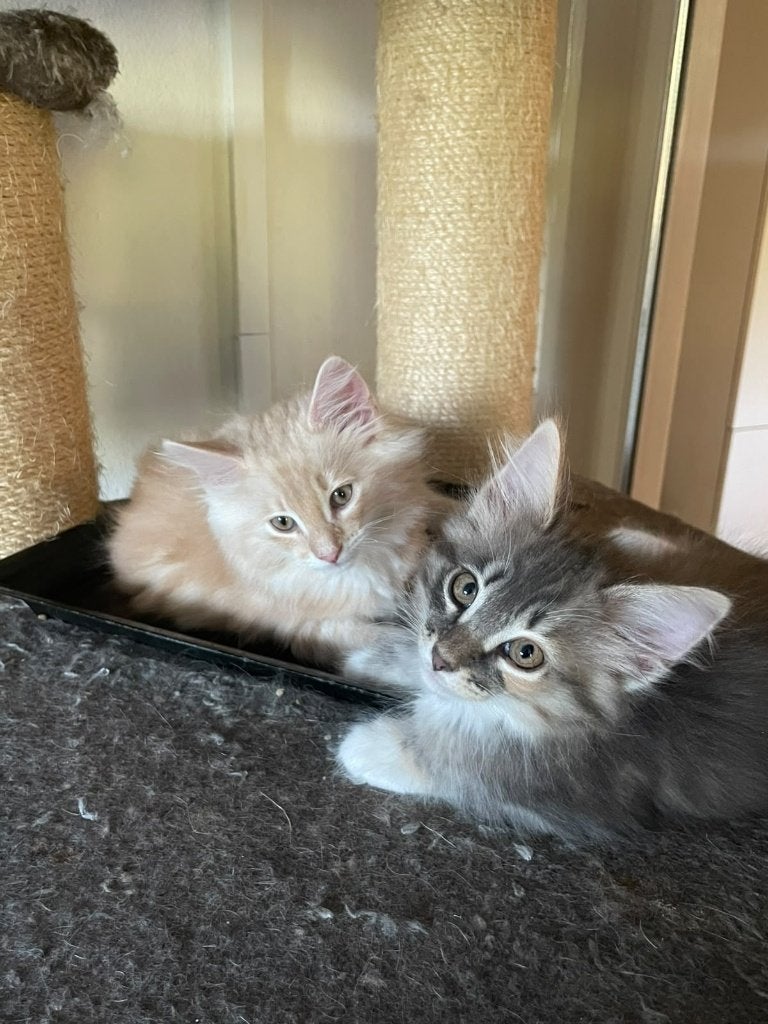 Noorse boskat kittens, Meerdere dieren, Met stamboom, 0 tot 2 jaar