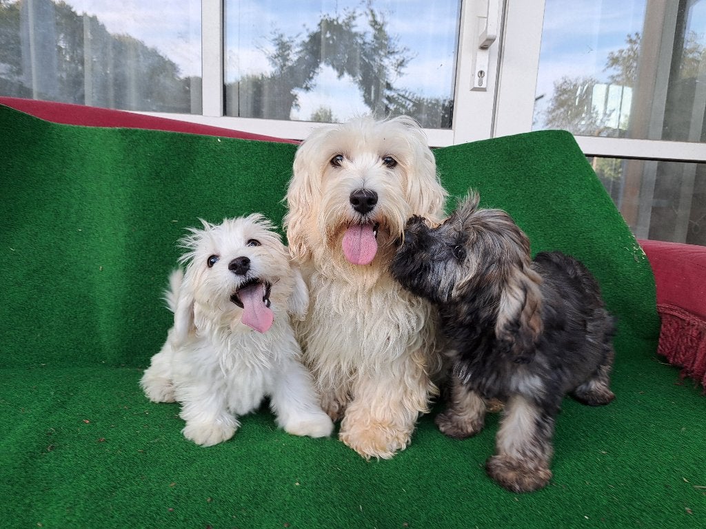 Maltipoo pups  nog  ( 2 teefjes  ), Parvo, Nederland, Overige rassen, 8 tot 15 weken