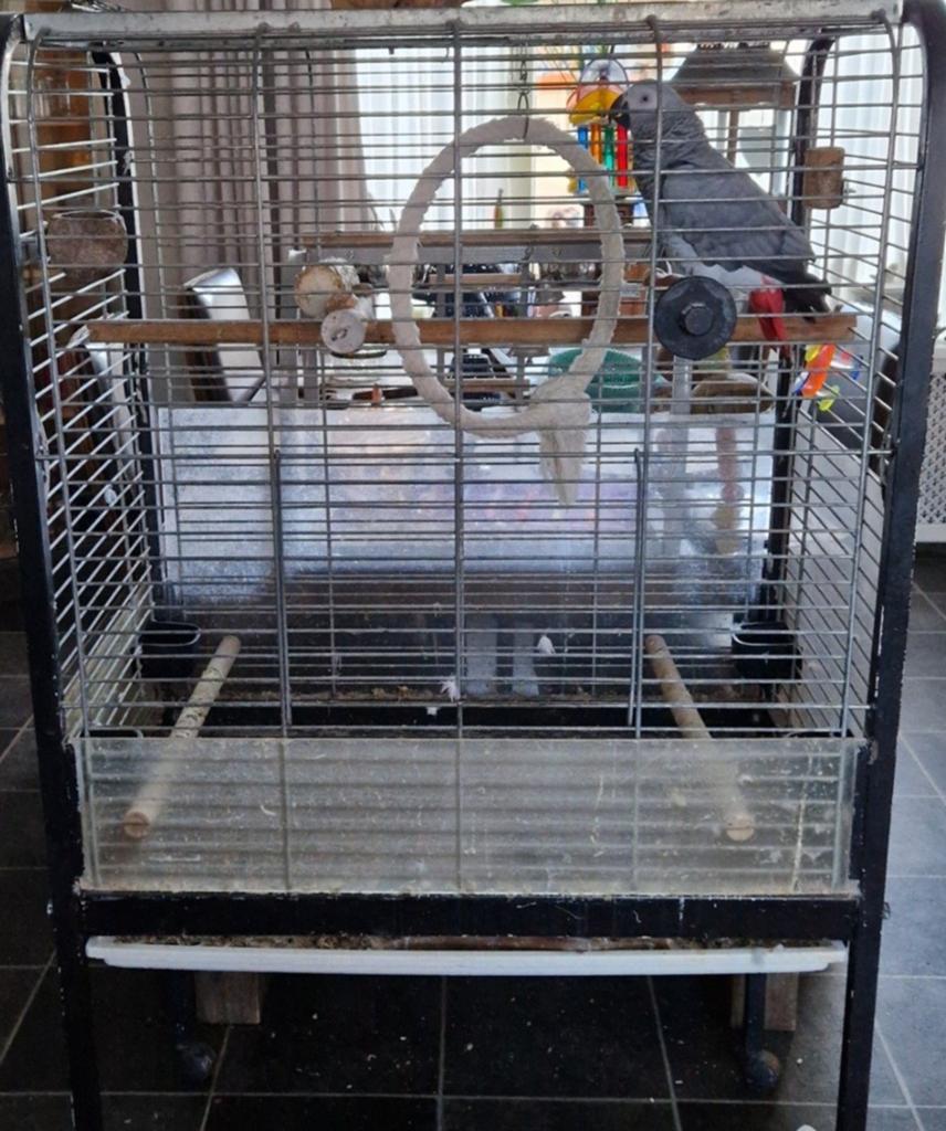 Papegaaienkooi, Ophalen of Verzenden, Metaal, Vogelkooi