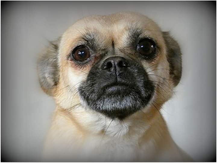 lief Boomer hondje, vrouwtje, Dieren en Toebehoren, 6 jaar of ouder, Teef, Eén hond, Klein