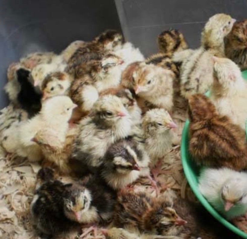 Japanse kwartel kuiken gezocht, Dieren en Toebehoren, Geslacht onbekend, Overige soorten