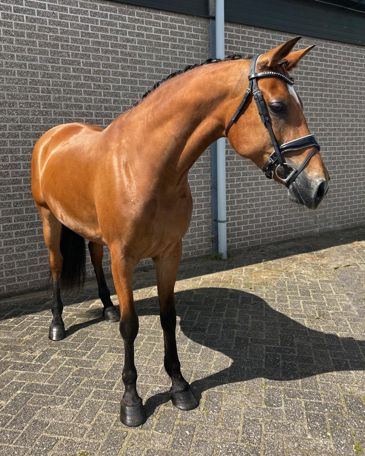 Lieve, mooie E pony te koop!, B, 7 tot 10 jaar, Merrie, Gechipt