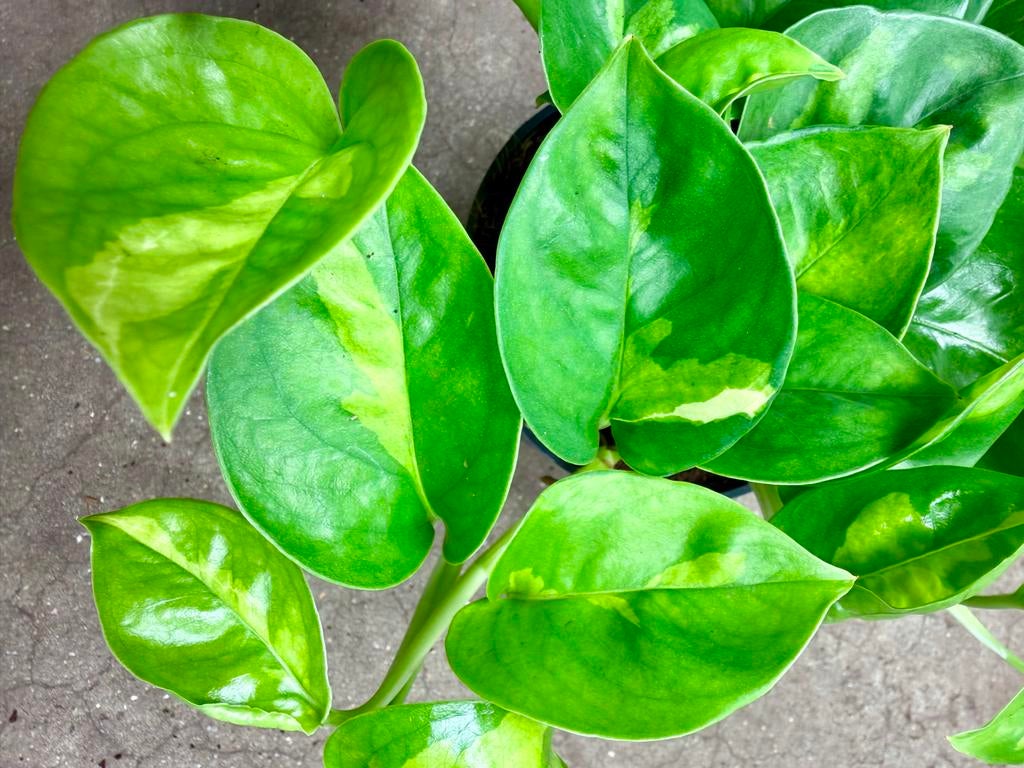 Epipremnum Global Green P12, Huis en Inrichting, Kamerplanten, Overige soorten, In pot, Minder dan 100 cm, Groene kamerplant