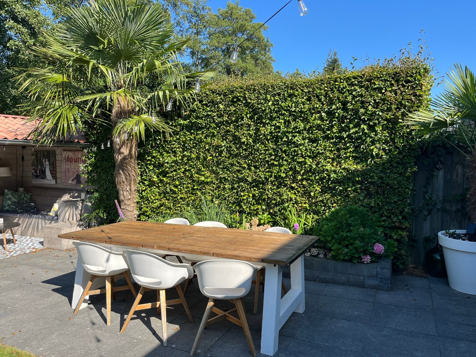 Gratis Beukenhaag - 6m breed, 3m hoog (dubbel 12m), Ophalen, Vaste plant