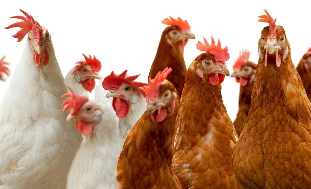 leghennen / legkippen, Dieren en Toebehoren, Pluimvee, Vrouwelijk, Kip