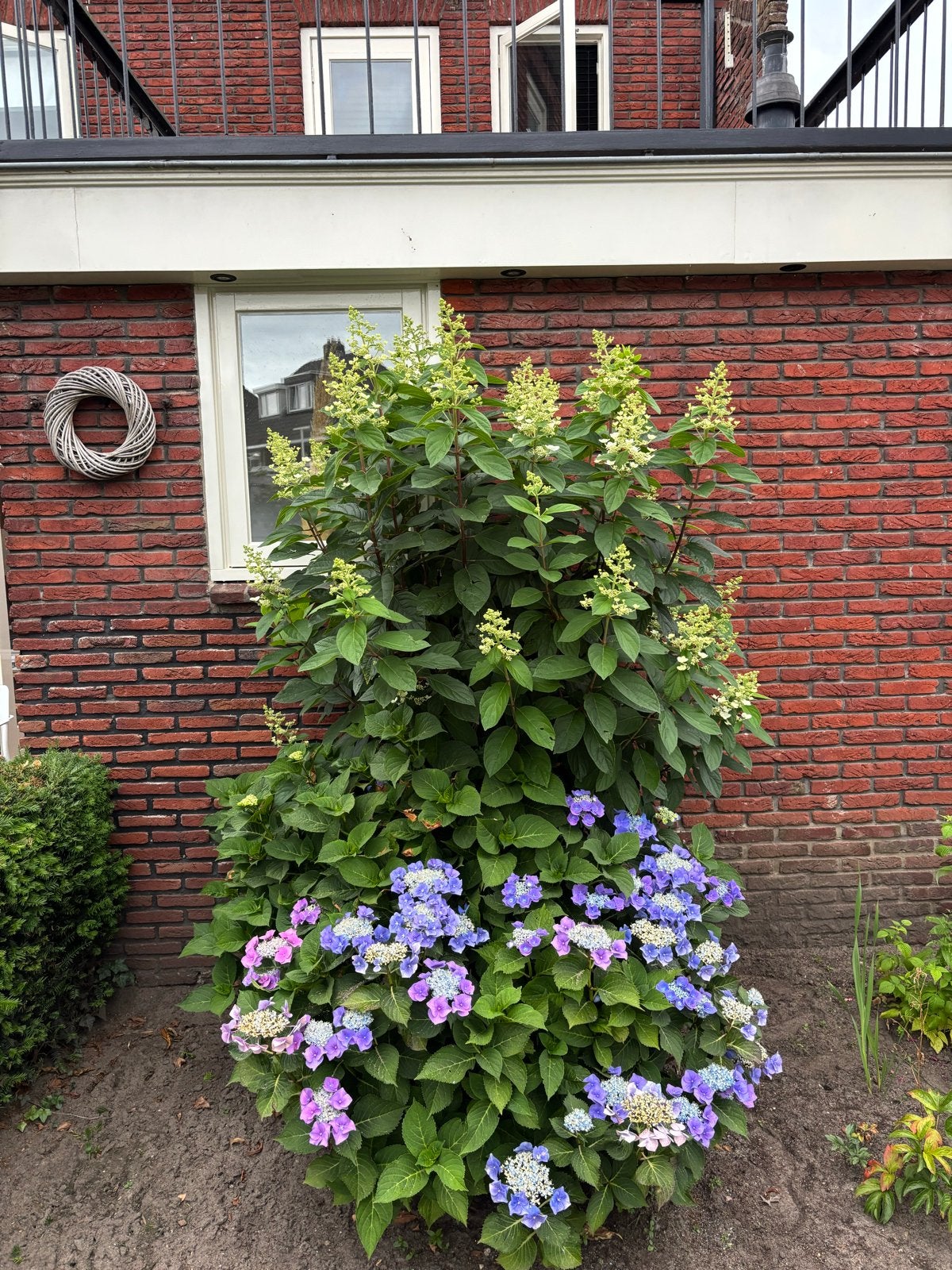 Pluimhortensia op stam, Tuin en Terras, Vaste plant, Halfschaduw, Zomer, Ophalen