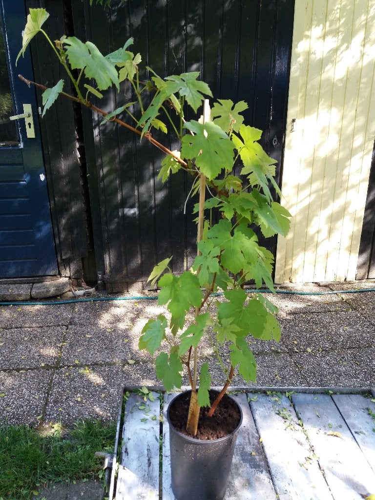 blauwe en witte druiven stekken, Ophalen, Nieuw