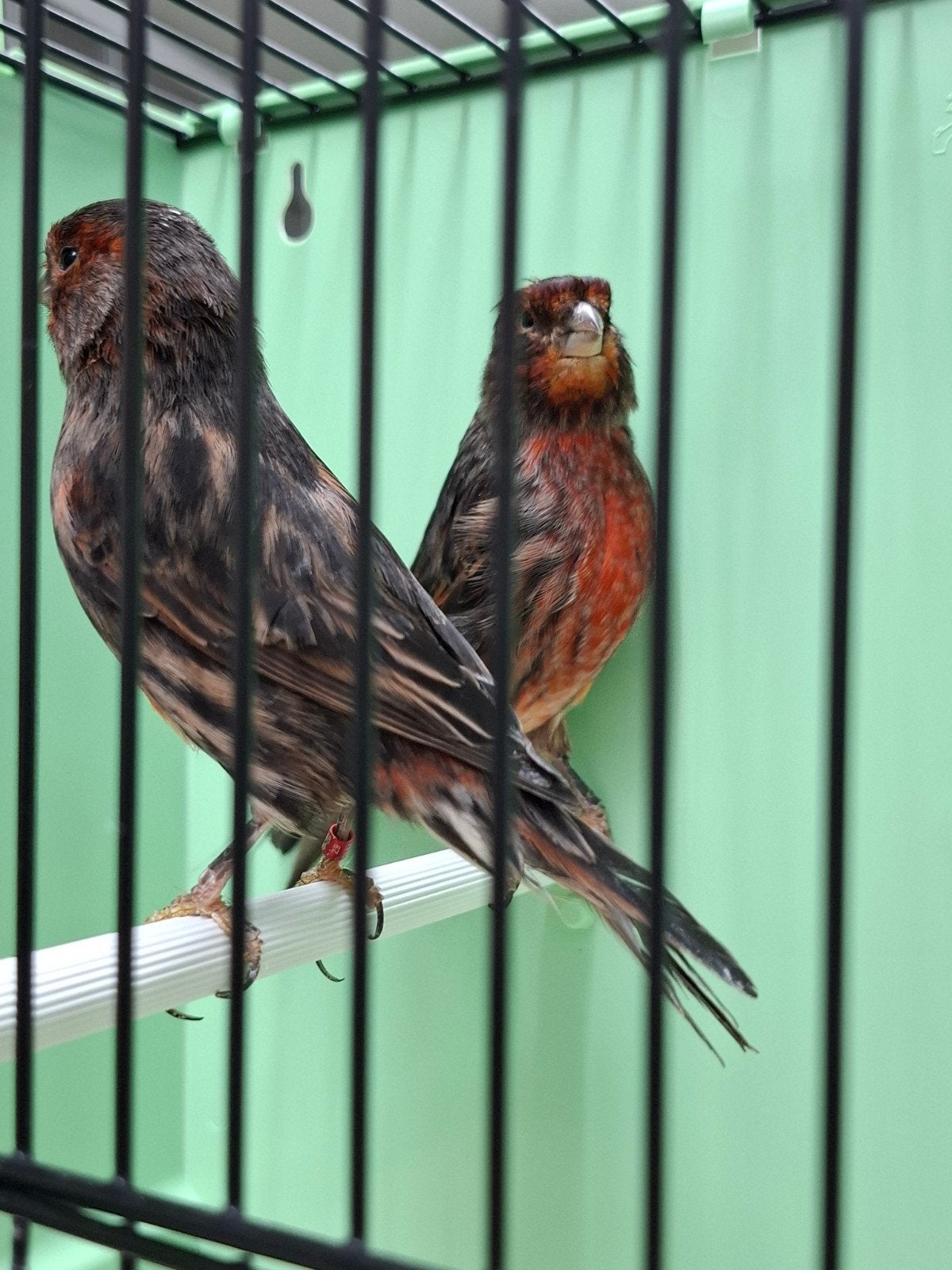 Overjarig koppel zwart rood mozaiek., Dieren en Toebehoren, Vogels | Kanaries, Meerdere dieren, Kleurkanarie