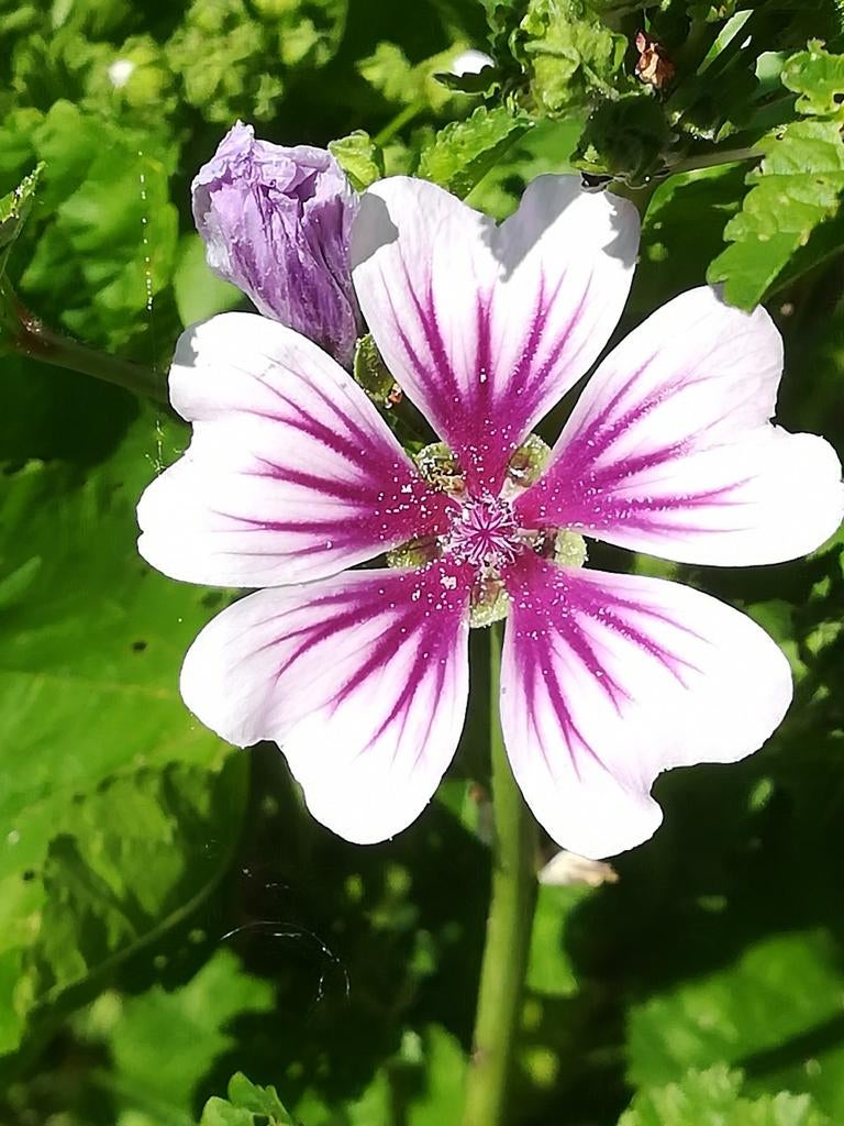 Kaasjeskruid zaden, Malva sylvestris, Verzenden, Volle zon