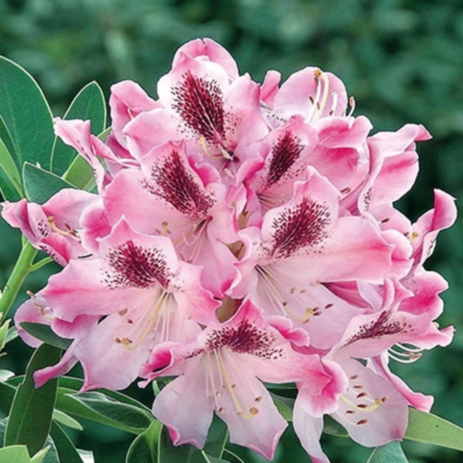 Rhododendron Helen Martin 70-80 cm, Tuin en Terras, Ophalen, Rhododendron, Struik, Minder dan 100 cm