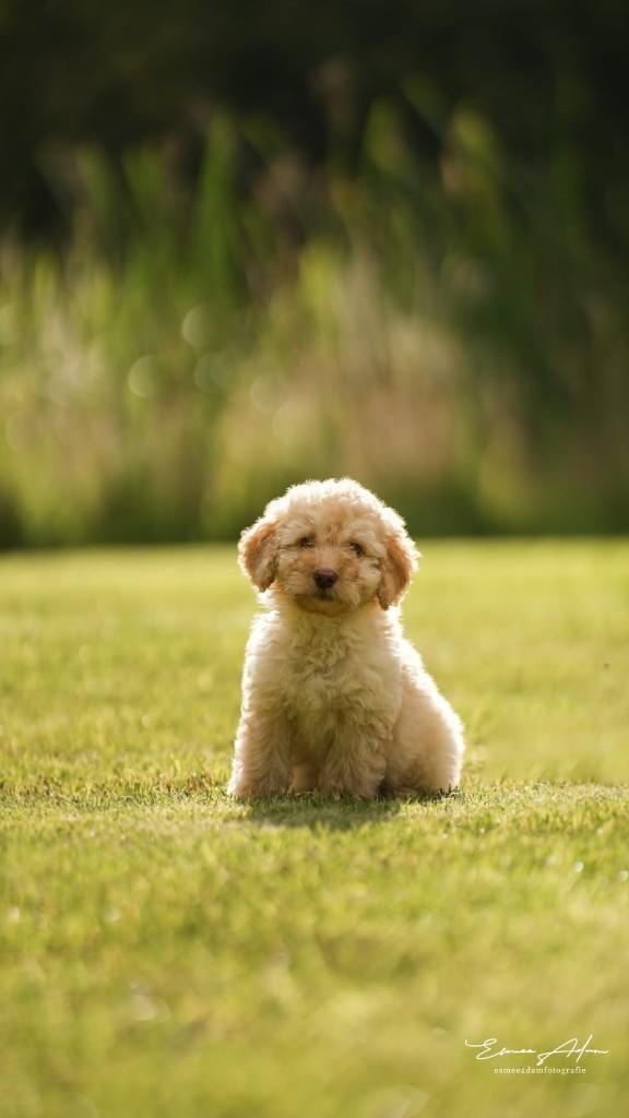 Aankondiging: Nestje Labradoodle van bewezen gouden koppel, Parvo, Overige rassen, 8 tot 15 weken, Meerdere