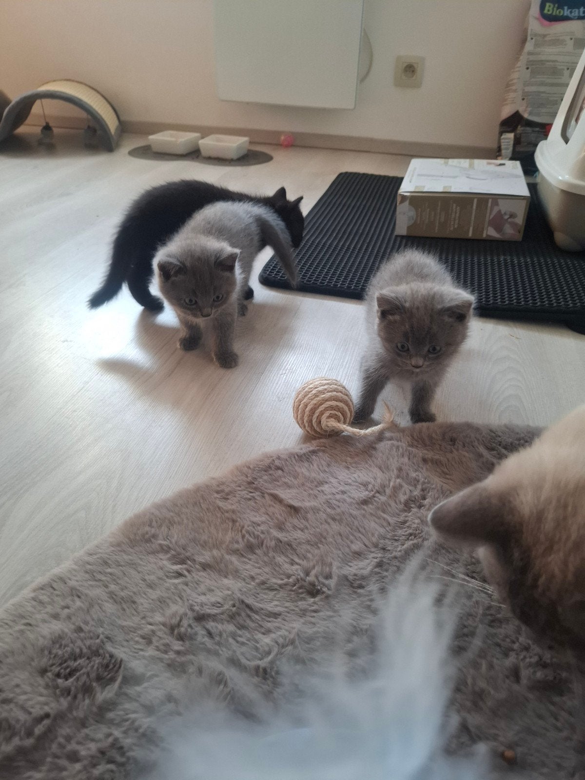 britse korthaar mix, Dieren en Toebehoren, Kater, Ontwormd, 0 tot 2 jaar