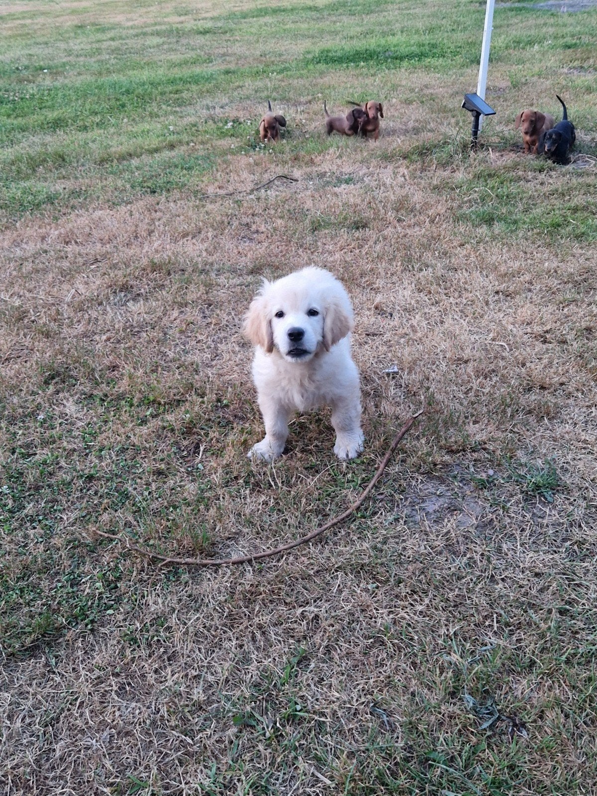 golden Retriever (reu), Dieren en Toebehoren, Honden | Retrievers, Spaniëls en Waterhonden, Reu, 8 tot 15 weken, Eén hond, Parvo