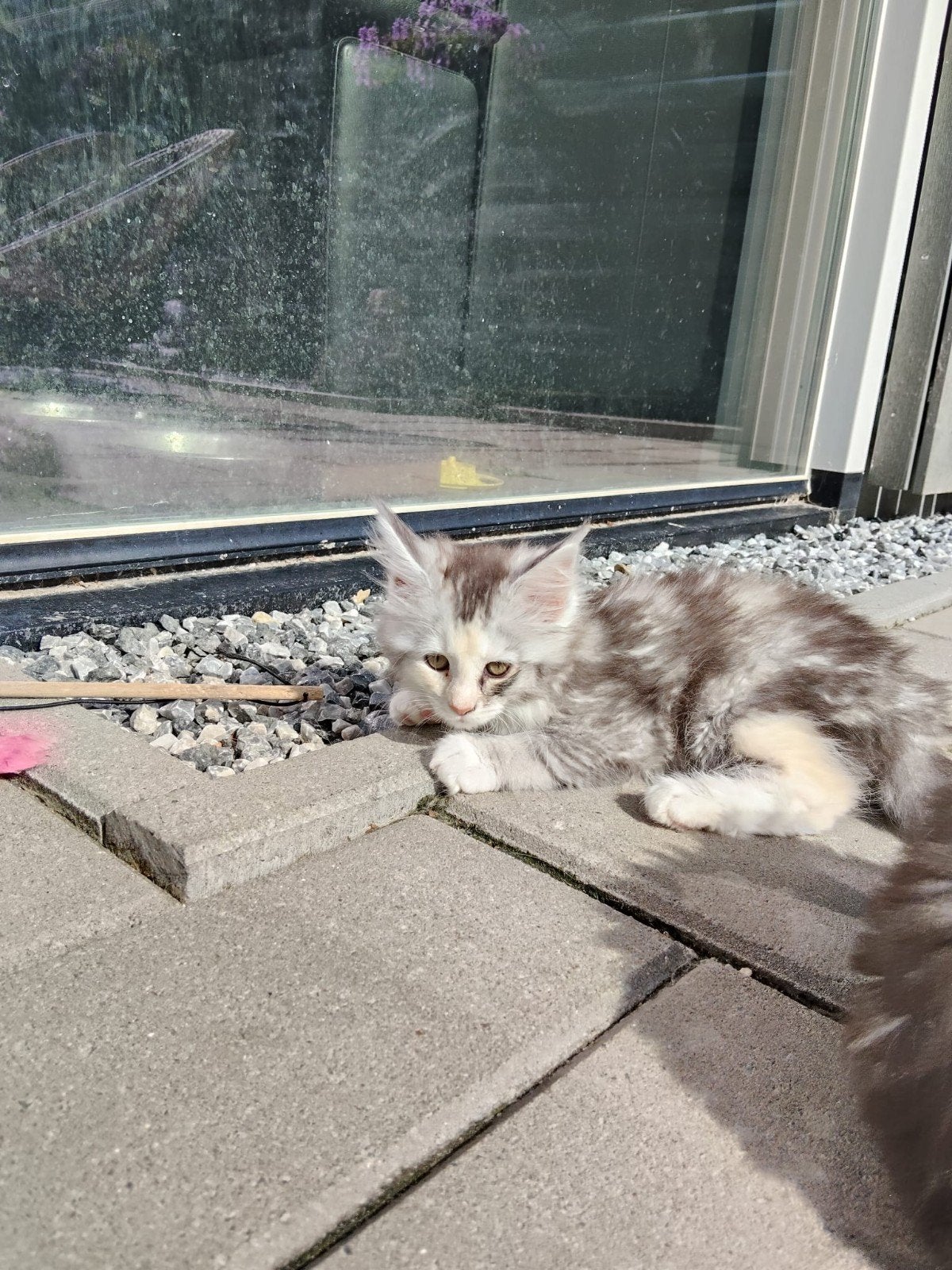 Main coon kittens, Meerdere dieren, Gechipt