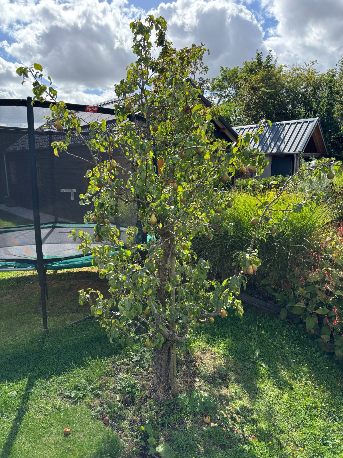 Perenboom (oud) met heerlijke peren, Tuin en Terras, Planten | Bomen, Overige soorten, Lente, 250 tot 400 cm, Ophalen