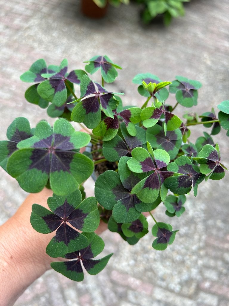 Oxalis deppei, In pot, Minder dan 100 cm, Bloeiende kamerplant, Halfschaduw