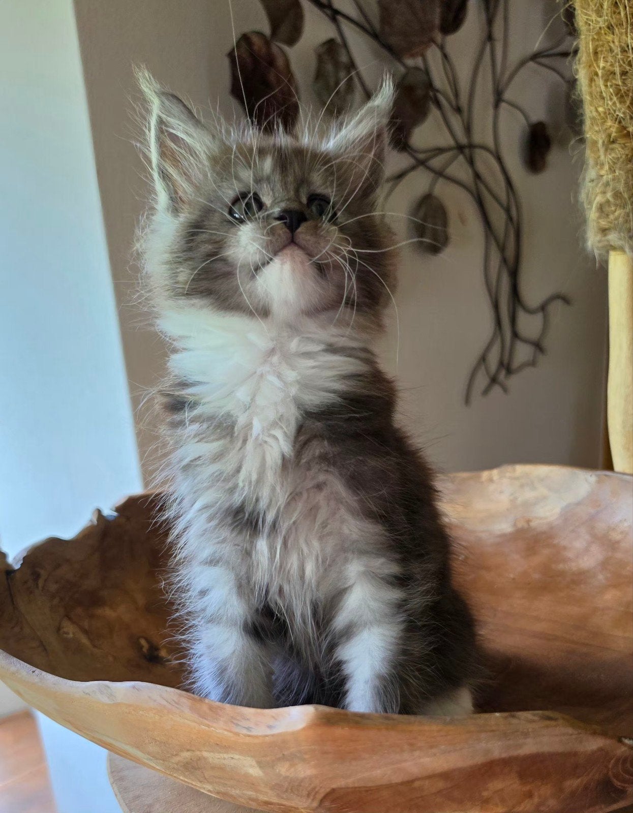 Maine coon kittens stamboom getest shadedlijn topkarakter, Poes, Met stamboom, 0 tot 2 jaar