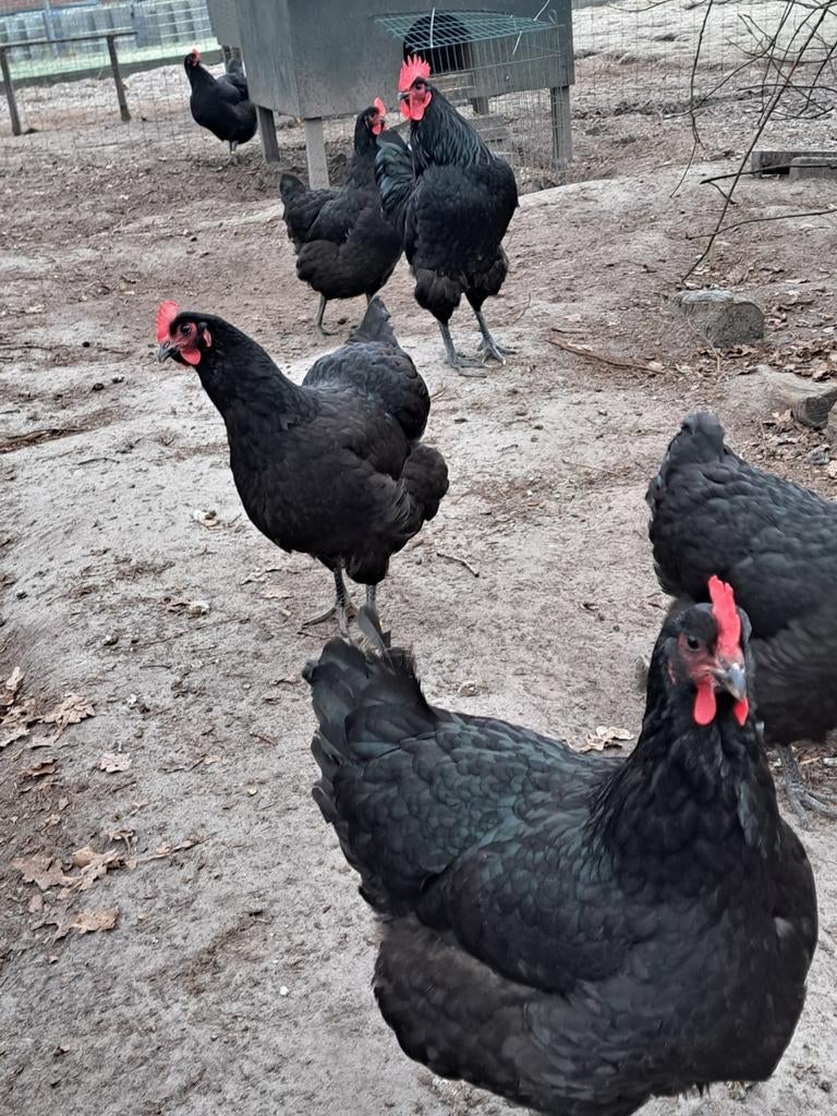 Jersey Giant en Wyandotte (groot) hennen aan de leg, Dieren en Toebehoren, Vrouwelijk, Kip