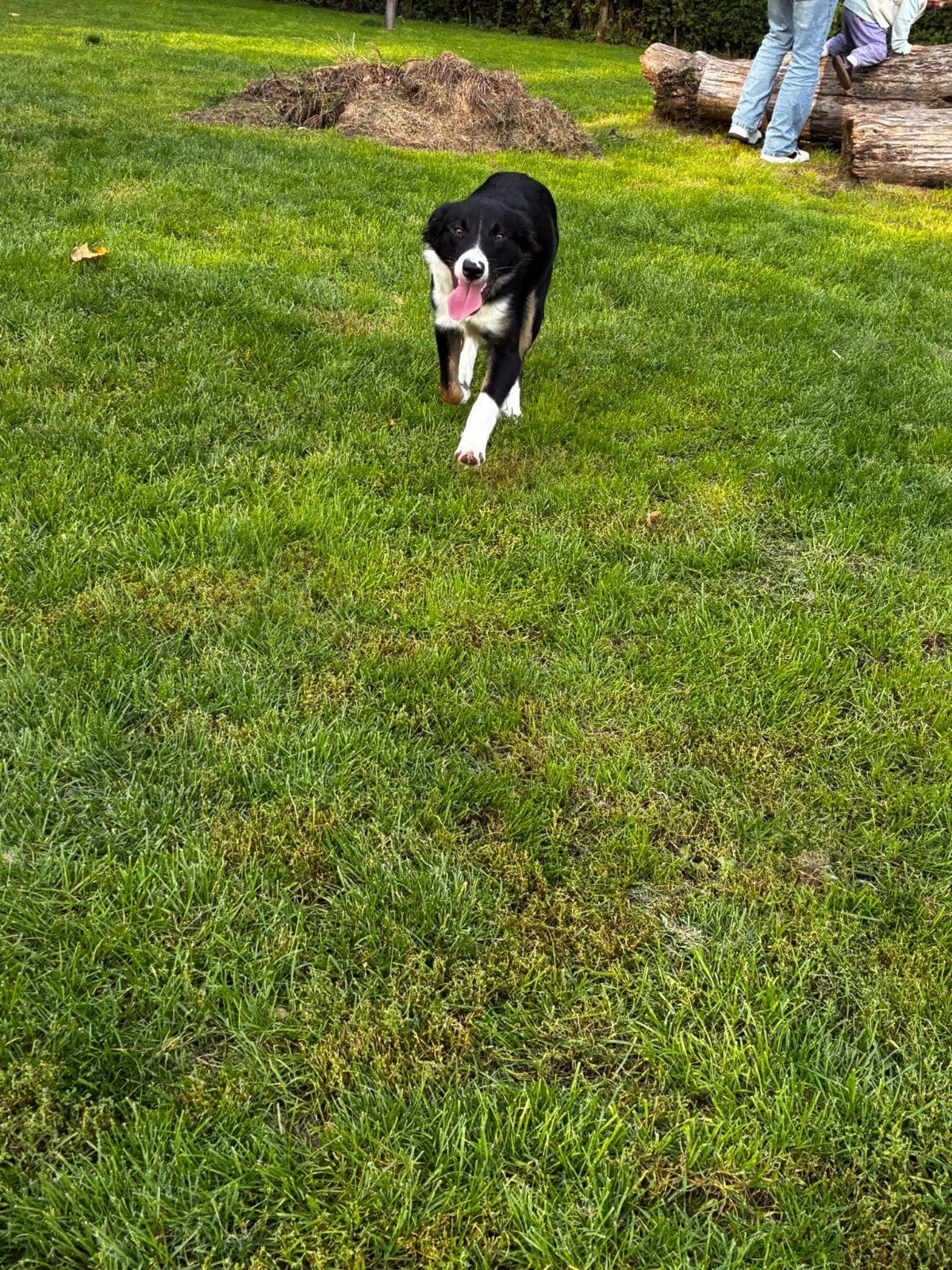 Border Collie - Czarek - 8 maanden, 15 weken tot 1 jaar, Reu, Collie, Eén hond