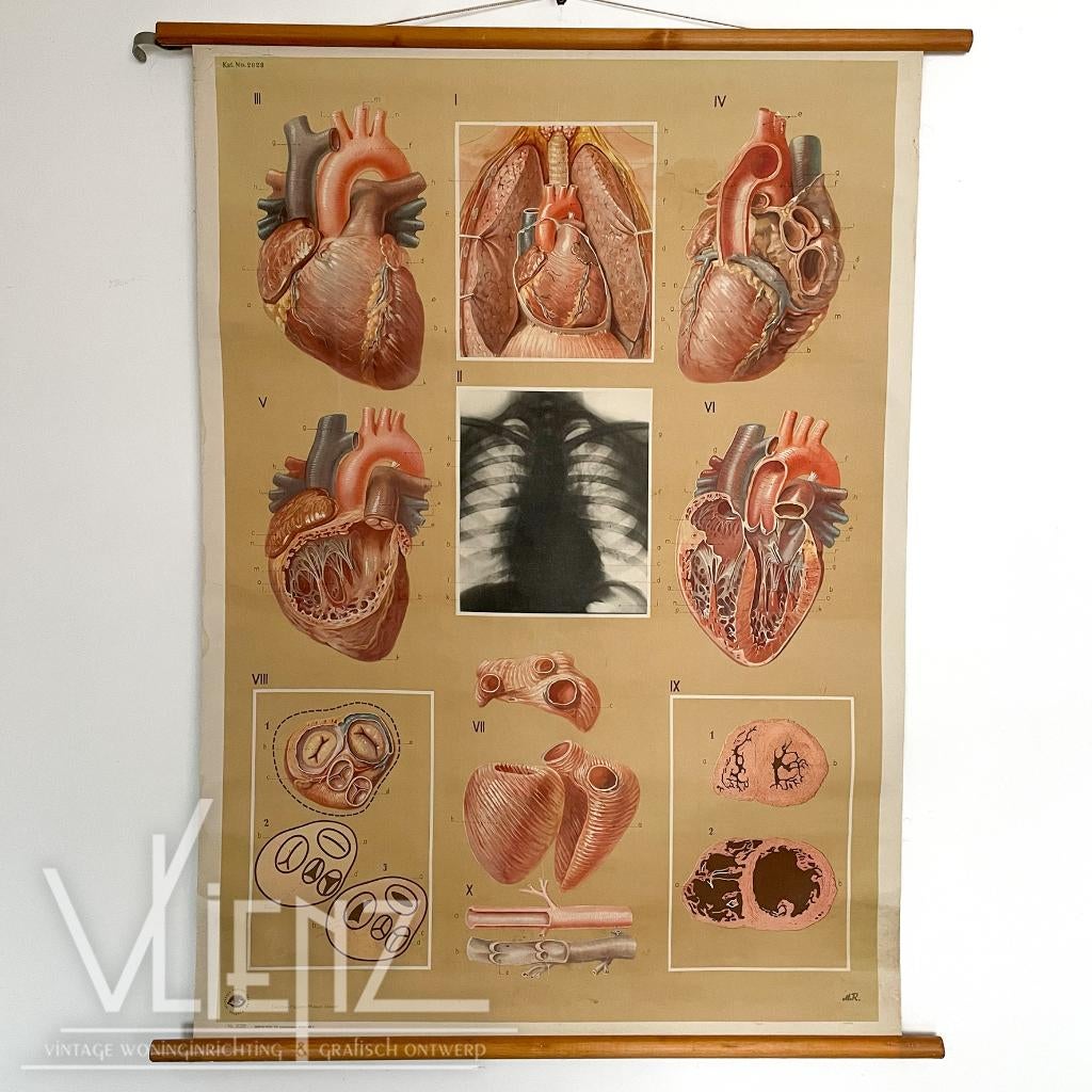 Vintage, retro schoolplaat anatomie hart Dresden, Ophalen of Verzenden, Natuur en Biologie