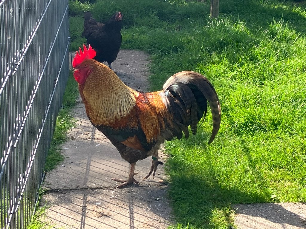 Marans x Amrock Haan, Dieren en Toebehoren, Pluimvee, Mannelijk, Kip
