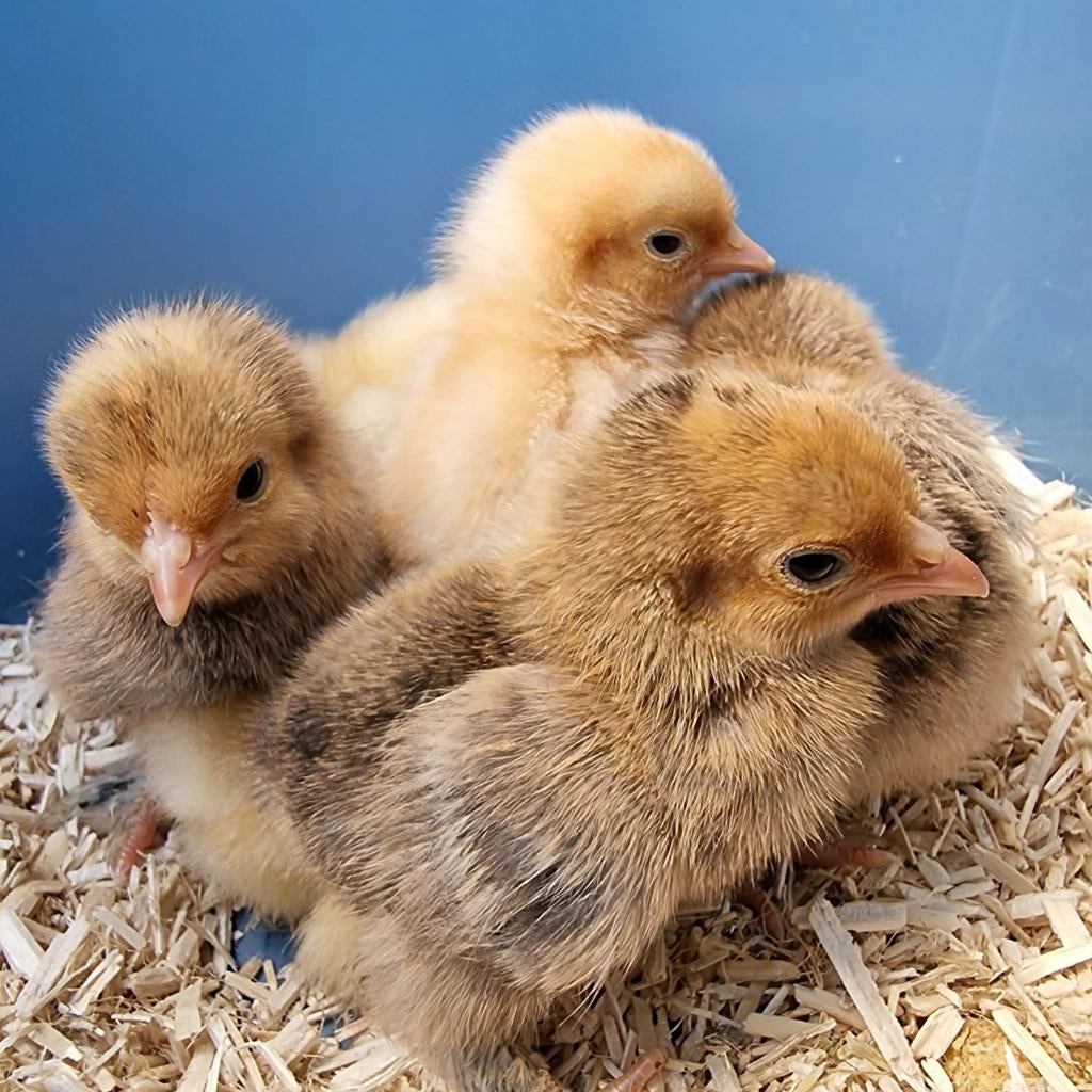 Sabelpootkriel kuikens – 18 april, Dieren en Toebehoren, Pluimvee, Vrouwelijk, Kip