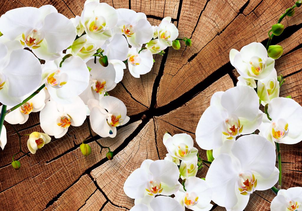 137 Boom Orchidee Vlies Fotobehang 350x250cm in 3 maten XXL, Huis en Inrichting, Stoffering | Behang, Ophalen of Verzenden, Minder dan 10 m²