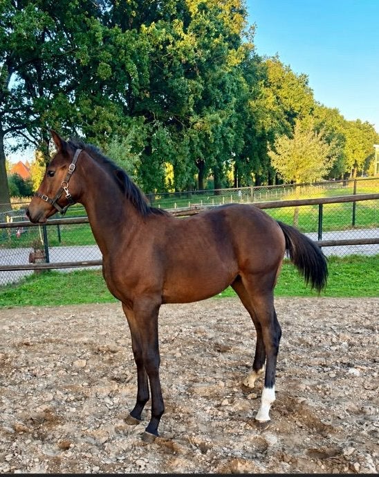 Kwpn hengst veulen scaramouche /incognito, Dieren en Toebehoren, Minder dan 160 cm, Met stamboom, Niet van toepassing, Dressuurpaard
