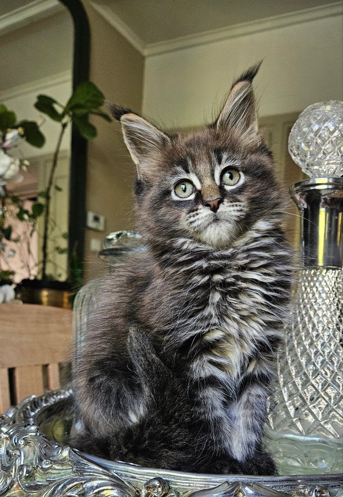 schitterende Maine Coon kitten kater, Dieren en Toebehoren, Kater, Met stamboom, 0 tot 2 jaar