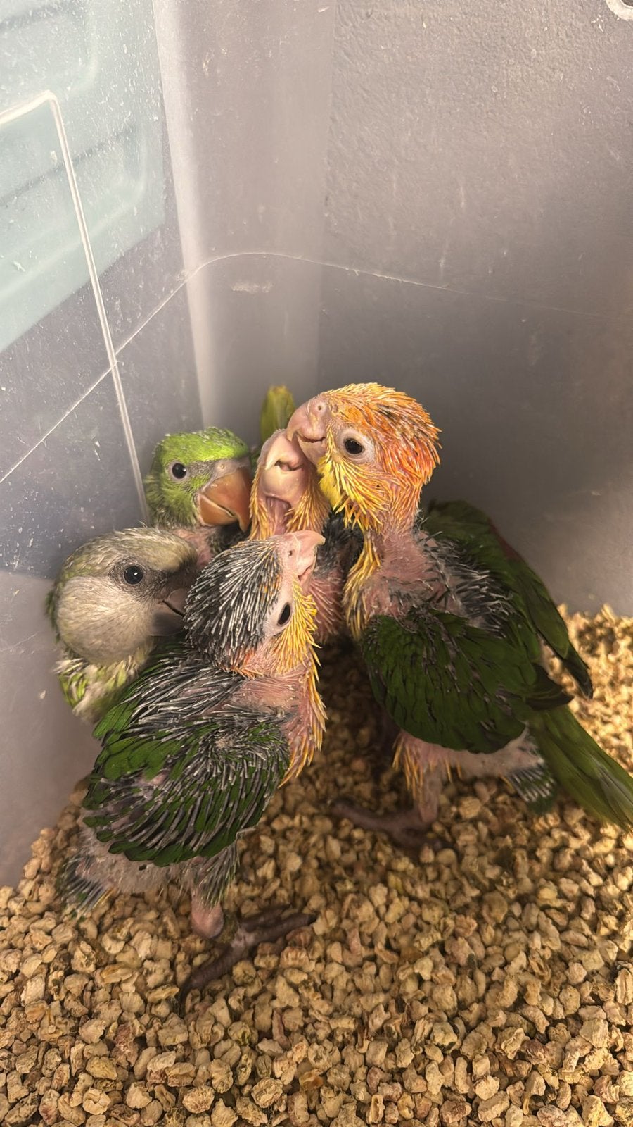 Tamme roestkop caique en groenbroek caique, Dieren en Toebehoren, Vogels | Parkieten en Papegaaien, Geslacht onbekend, Papegaai