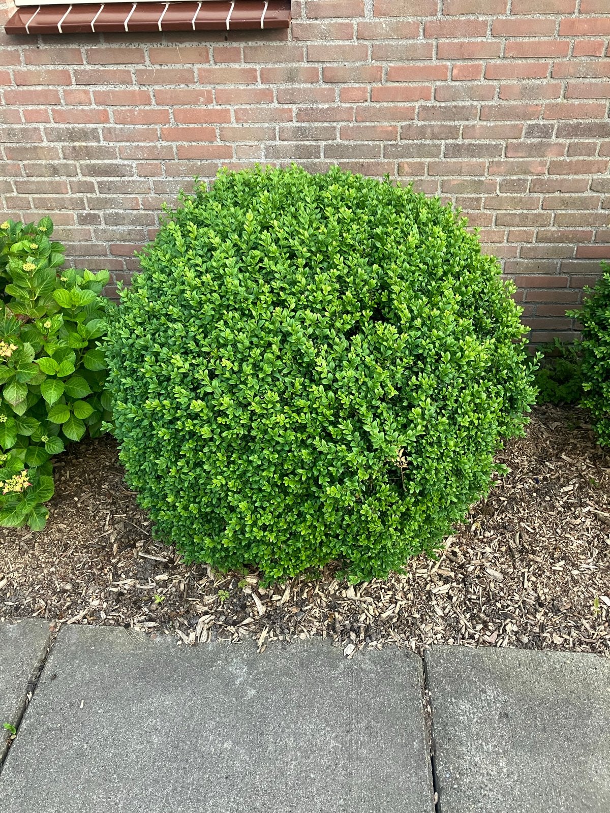 Buxus bollen - Groenblijvende struiken voor uw tuin, Tuin en Terras, Planten | Tuinplanten, Volle zon, Vaste plant, Bloeit niet