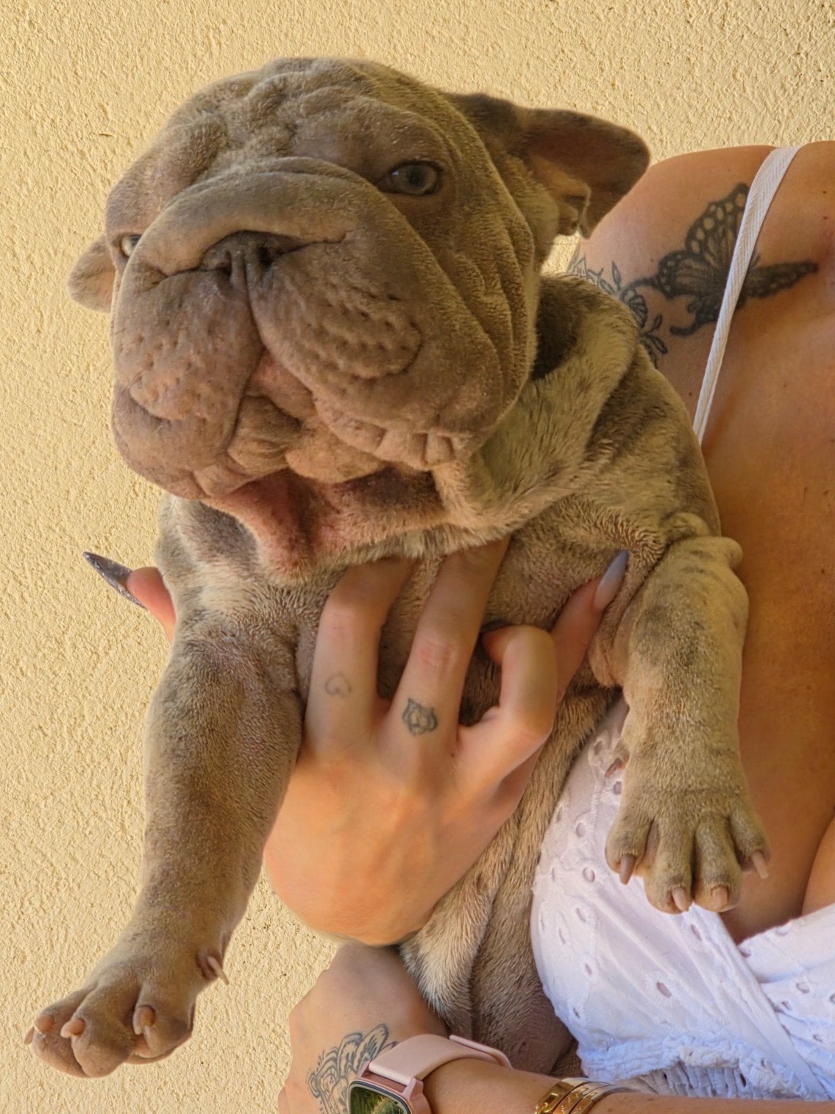 bigrope bully, Dieren en Toebehoren, Parvo, 15 weken tot 1 jaar, Reu, Bulldog