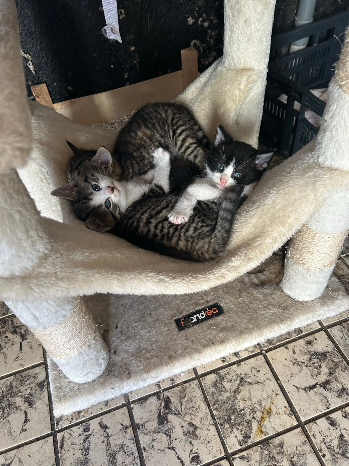 Te kopp super lieve en speelse kittens., Dieren en Toebehoren, Meerdere dieren