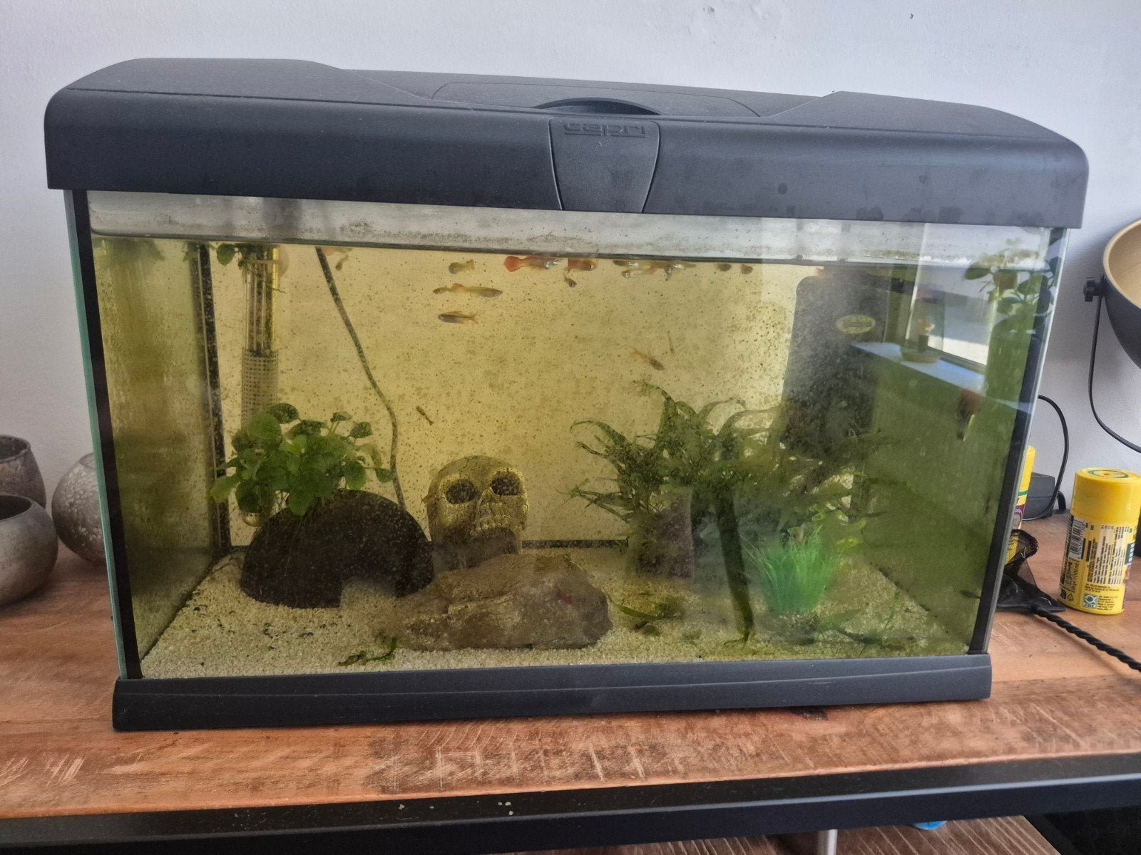 aquarium, Ophalen, Zo goed als nieuw, Gevuld zoetwateraquarium
