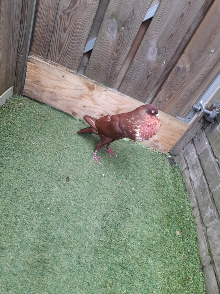 Een rode duif, Dieren en Toebehoren, Vogels | Duiven, Mannelijk, Kropper