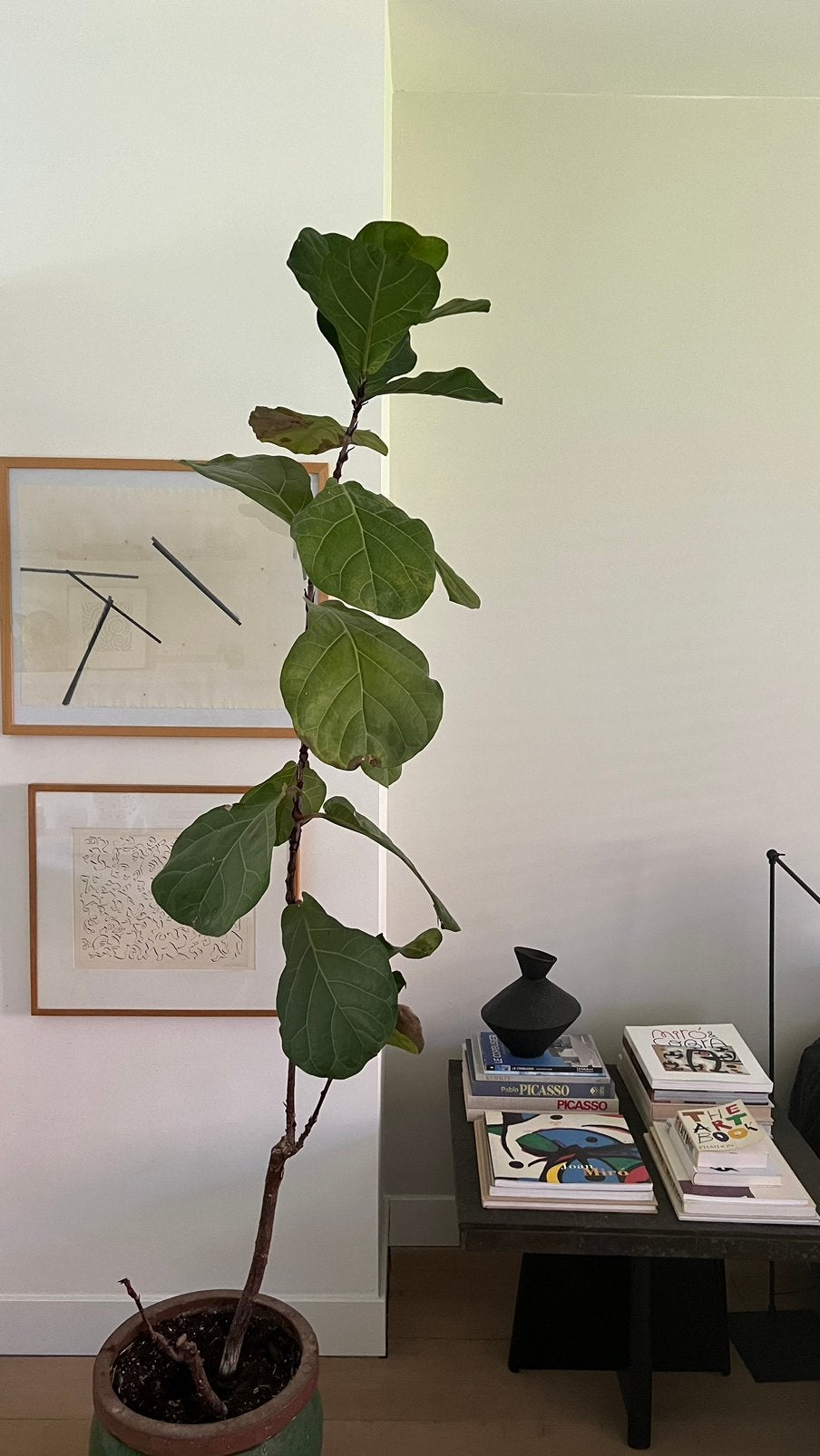 Ficus Lyrata in aardewerk pot, Ophalen, Ficus, Halfschaduw, 200 cm of meer