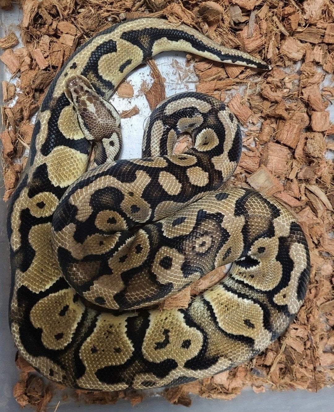Python, Dieren en Toebehoren, Slang, 3 tot 6 jaar