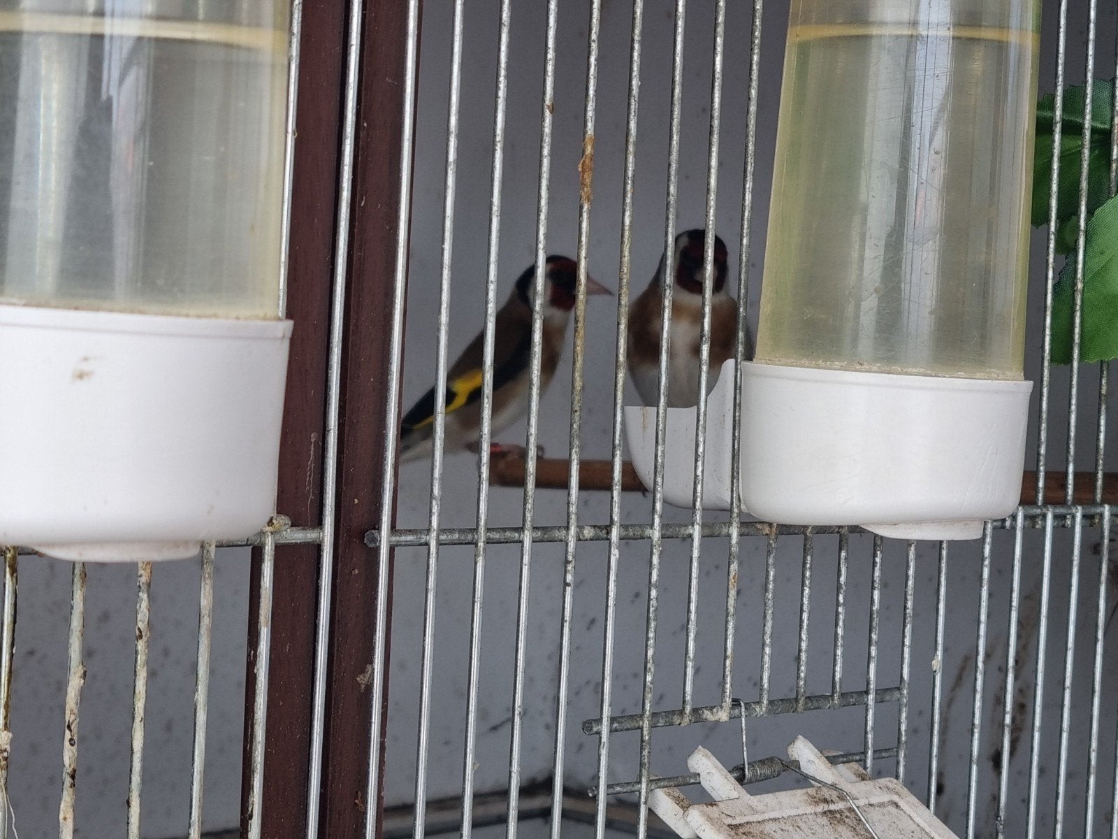Majoor putters, Dieren en Toebehoren, Vogels | Overige Vogels, Mannelijk, Wildzangvogel, Geringd