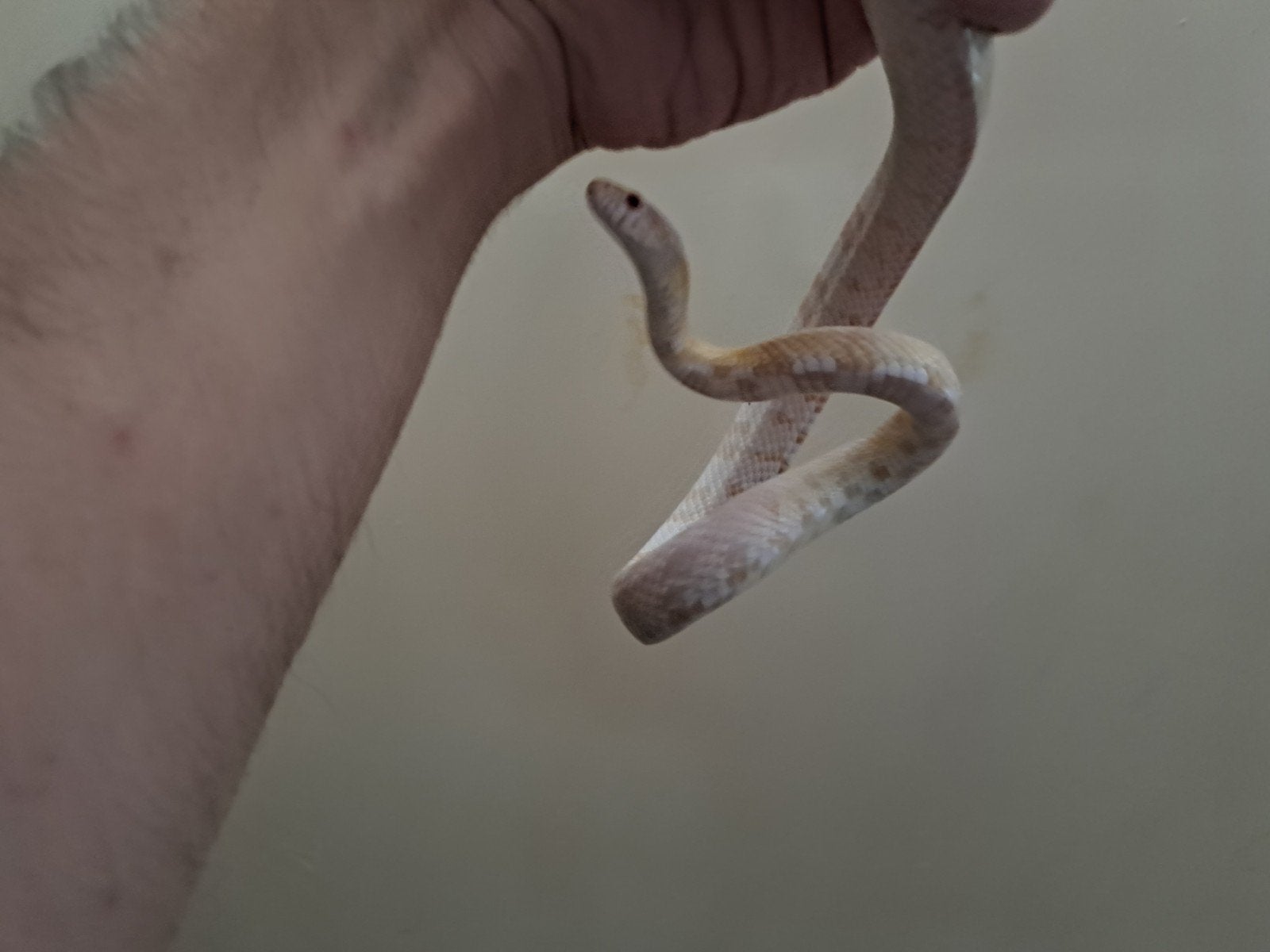korenslang Corn Snake photo 4