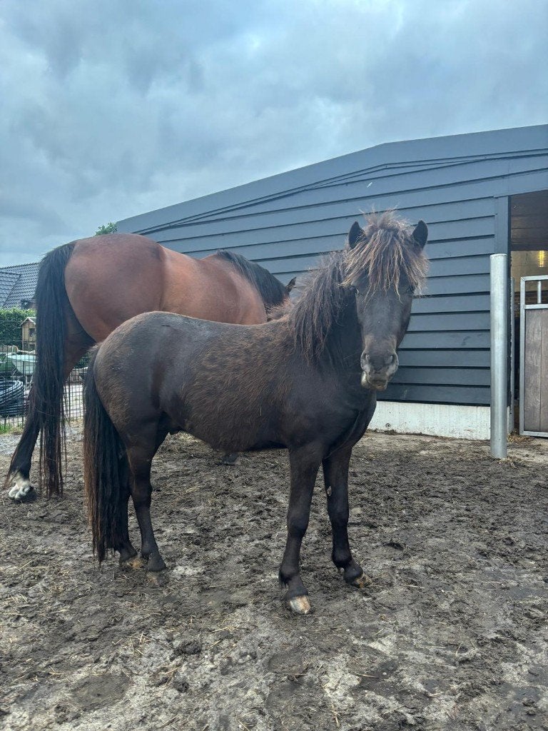 Stambook Appaloosa Hengst – Uxi du Triangle 2 jaar, Met stamboom, Niet van toepassing, 0 tot 2 jaar, Hengst