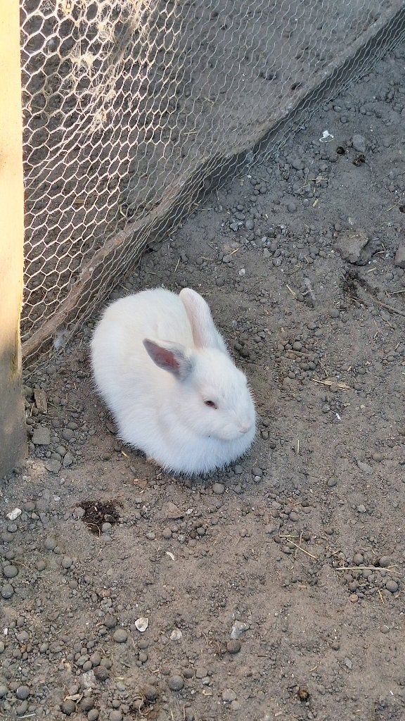 Konijnen, Dieren en Toebehoren, Konijnen, Meerdere dieren, Middelgroot, 0 tot 2 jaar