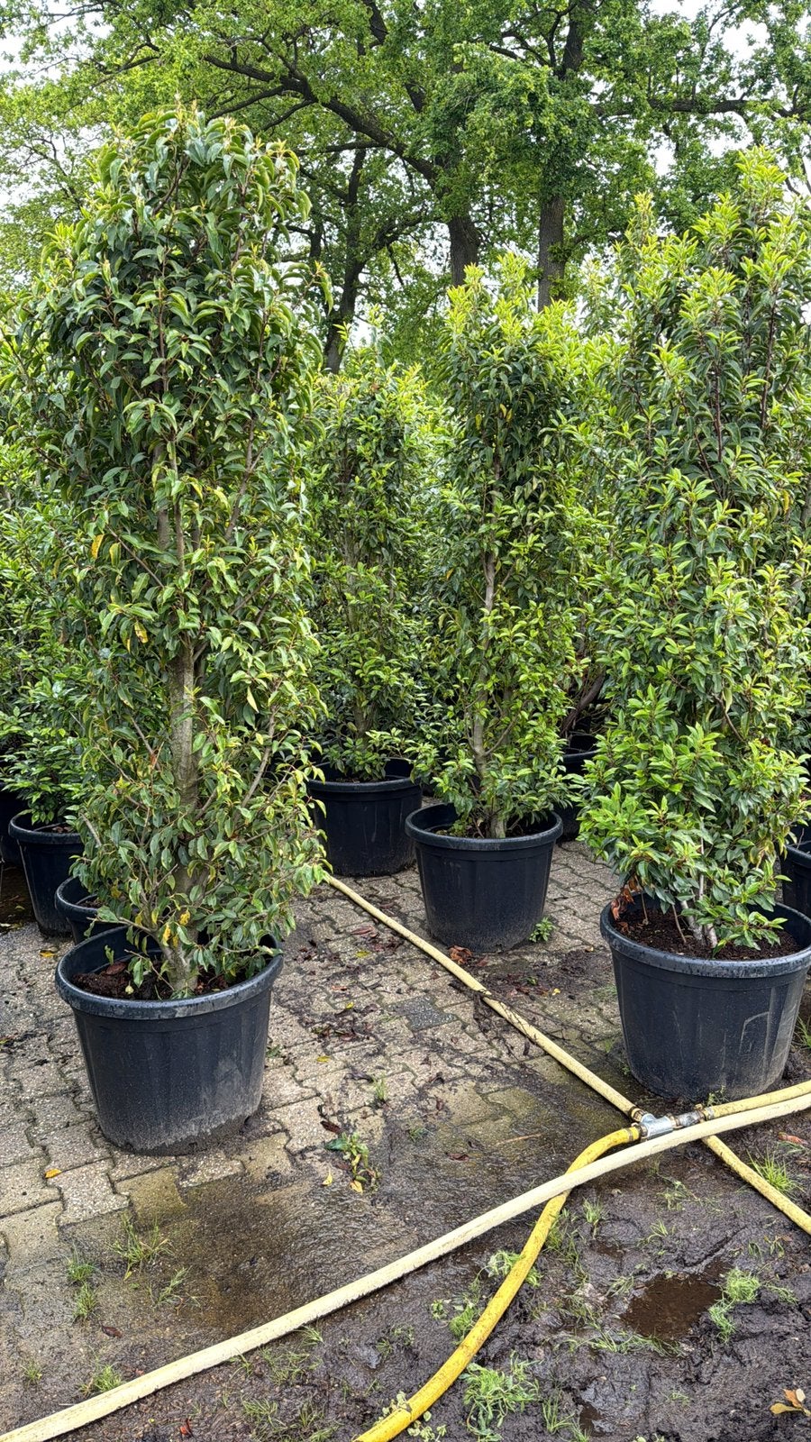 Grote Portugese laurier planten! Prunus Lusitanica angustifo, Tuin en Terras, Planten | Struiken en Hagen, Ophalen of Verzenden