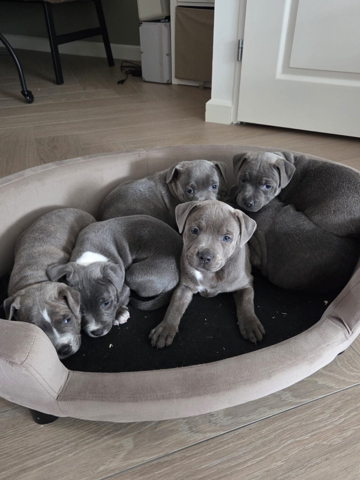 engelse stafford pup met stamboom., Parvo, Overige rassen, 8 tot 15 weken, Meerdere