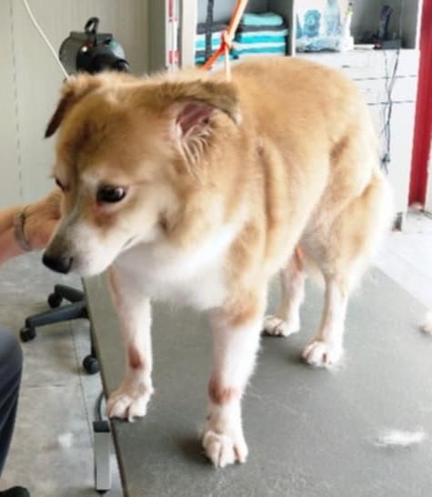 Lieve rustige hond reu gecastreerd, 6 jaar of ouder, Reu, CDV (hondenziekte), Eén hond