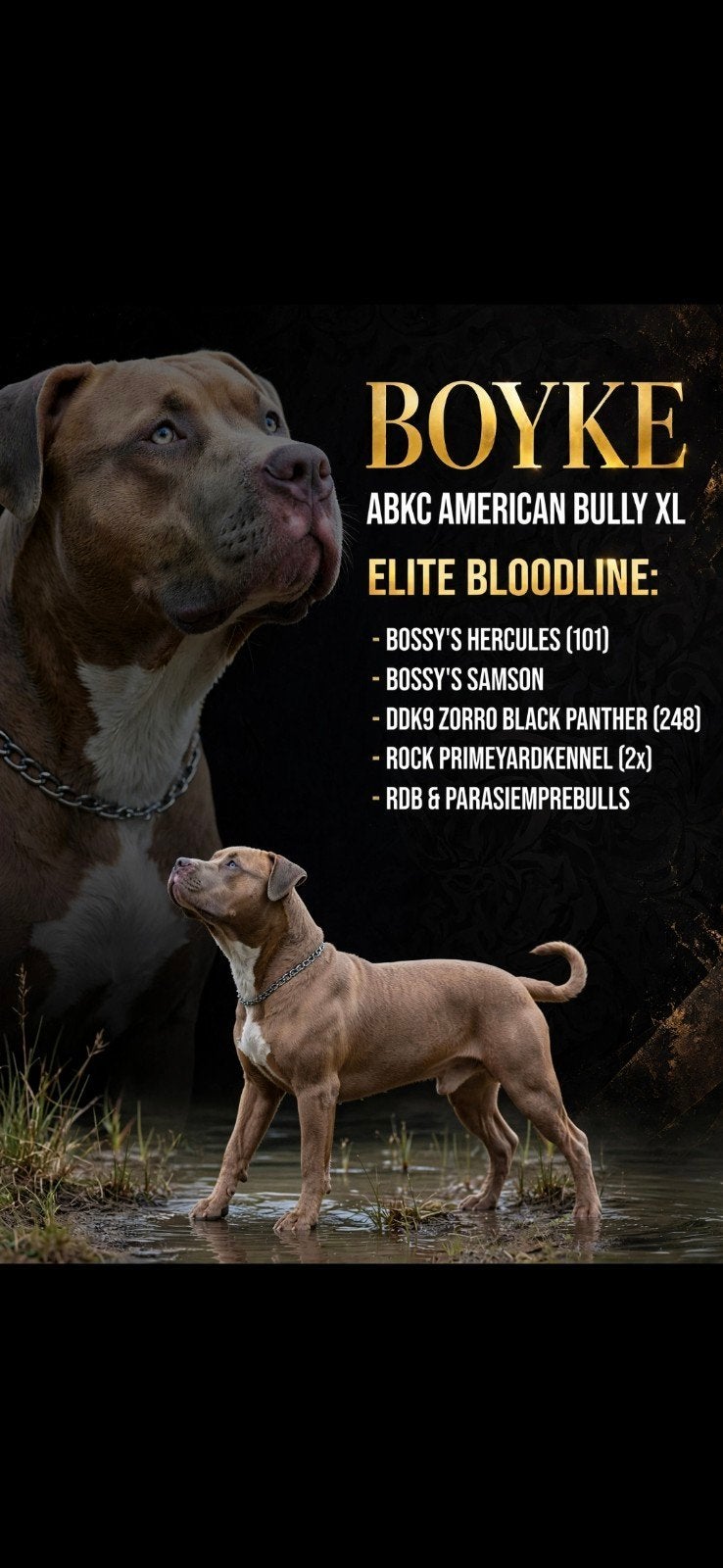 ABKC AMERICAN BULLY XL DEKREU, Dieren en Toebehoren, Reu, CDV (hondenziekte), 1 tot 2 jaar, Eén hond