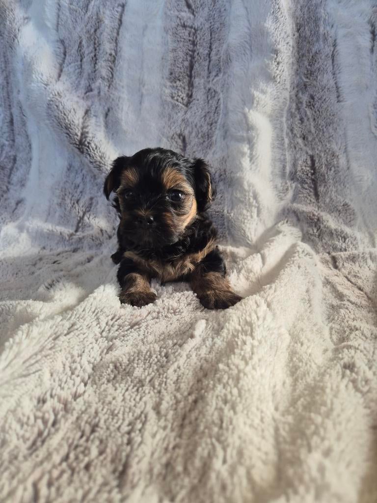 Prachtige pup  mini yorkshire terriër( reutje), Dieren en Toebehoren, Honden | Jack Russells en Terriërs, Meerdere dieren, Yorkshire Terriër