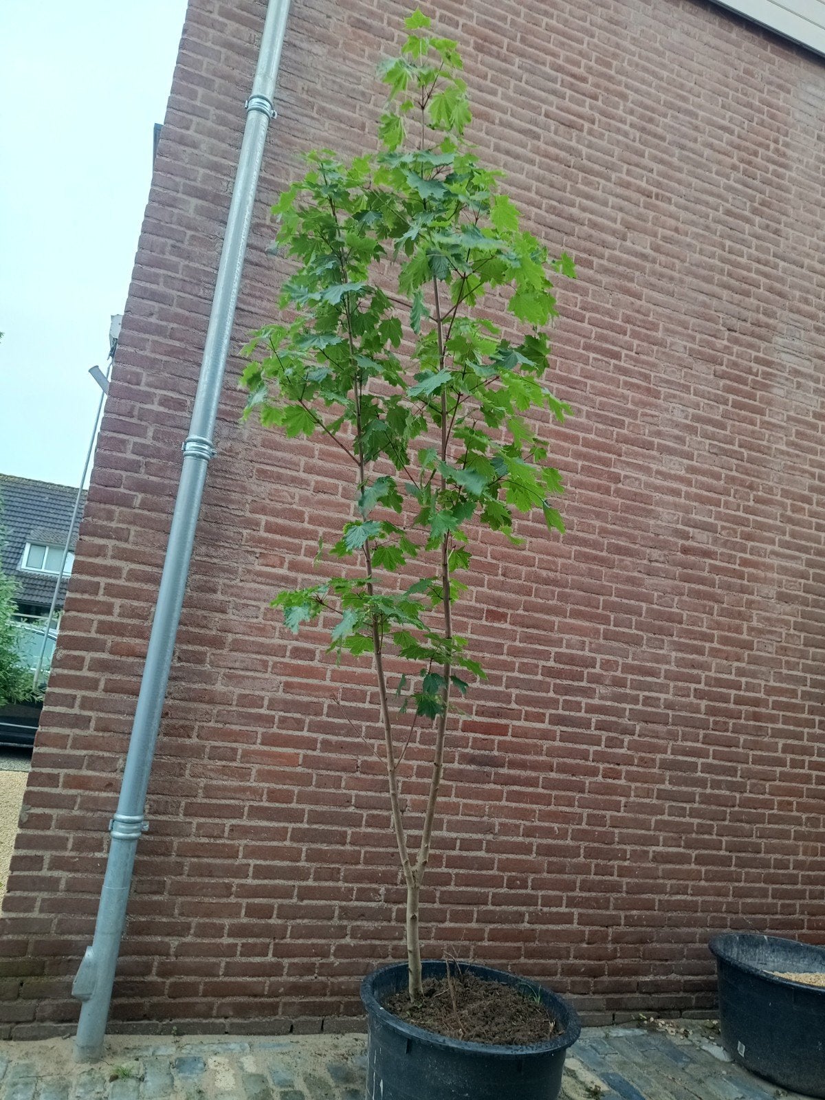 Beuk, 3m, Tuin en Terras, Planten | Bomen, Ophalen, Volle zon, Overige soorten