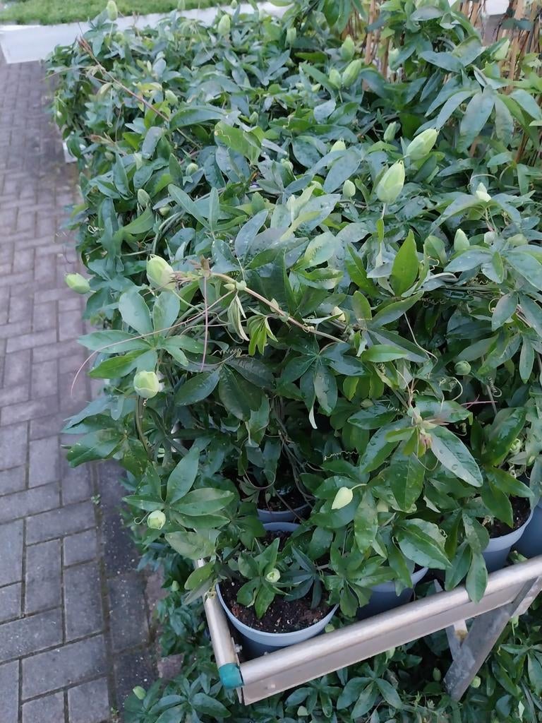 Passiebloemen,  passiflora, Tuin en Terras, Planten | Tuinplanten, Ophalen, Overige soorten, Volle zon