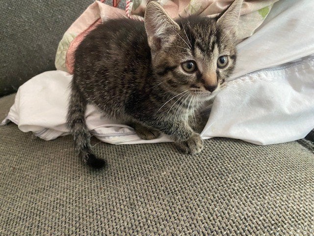2 toppertjes te koop, Dieren en Toebehoren, Katten en Kittens | Overige Katten, Poes, Kortharig, 0 tot 2 jaar